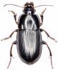 Harpalus anxius